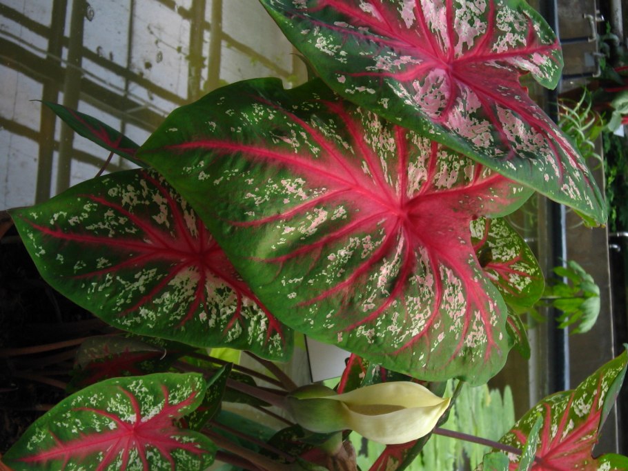 Каладиум ред Стар