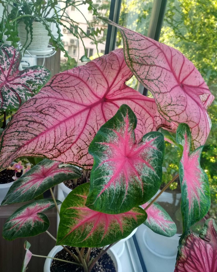 Каладиум биколор