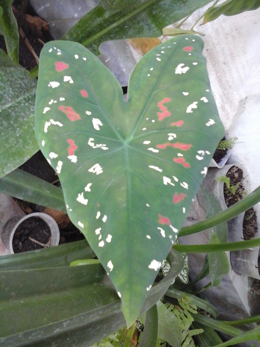 Каладиум autumn Beauty