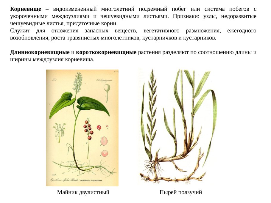 Вегетативное размножение корнем