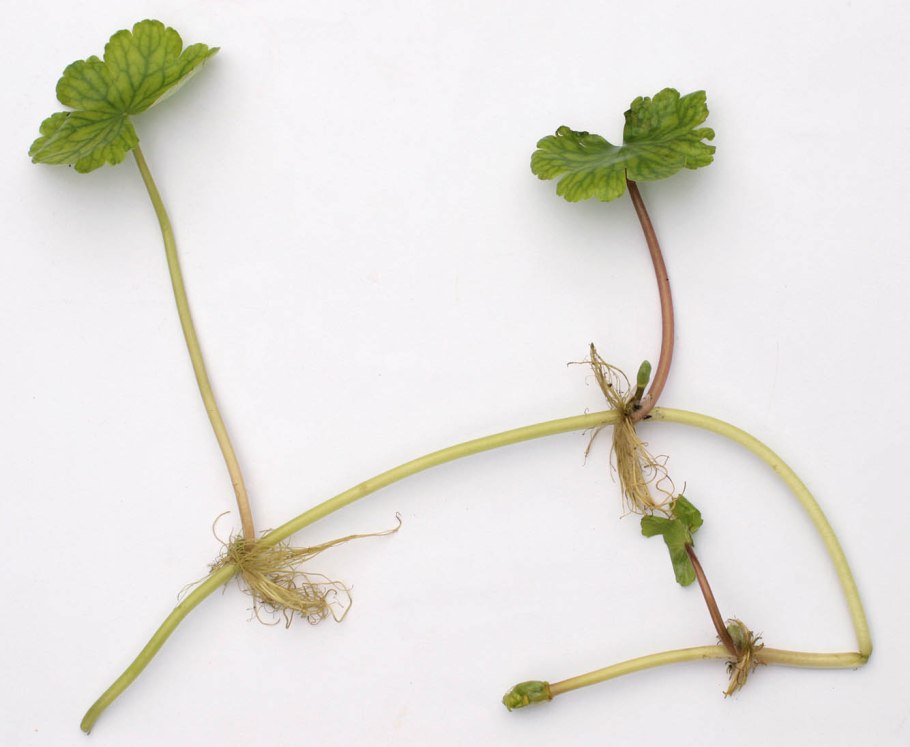 Корневище мать и мачехи