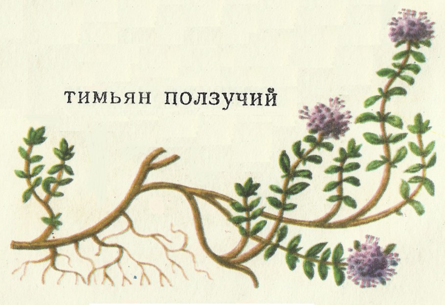 Схематично цветущее растение побеги