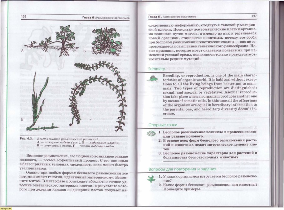 Корневищные сорные растения размножаются