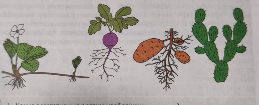 Как сажать усы клубники