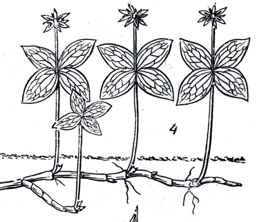 Придаточные почки