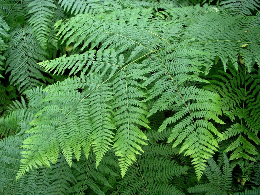 Сибирь папоротник орляк