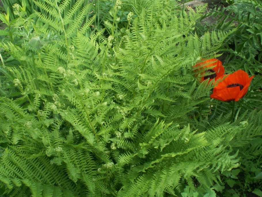 Папоротник страусник Matteuccia struthiopteris