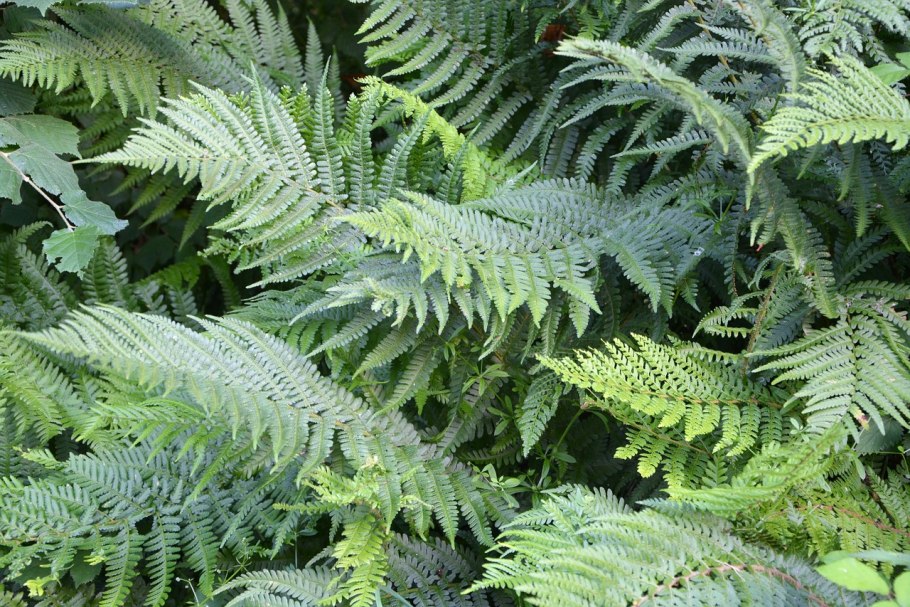 3. Орляк обыкновенный (Pteridium aquilinum)
