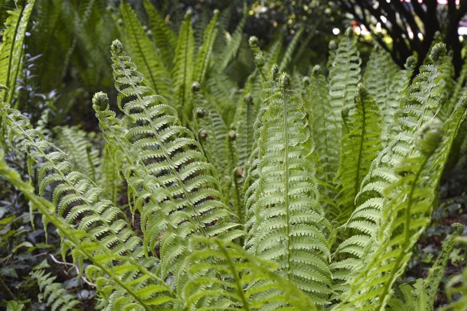 Орляк обыкновенный (Pteridium aquilinum)