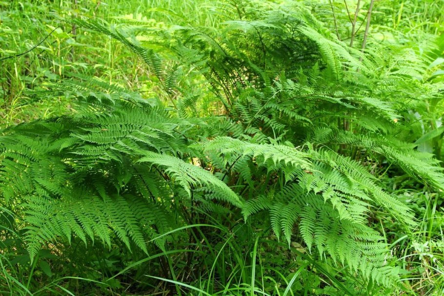 Папоротник кочедыжник