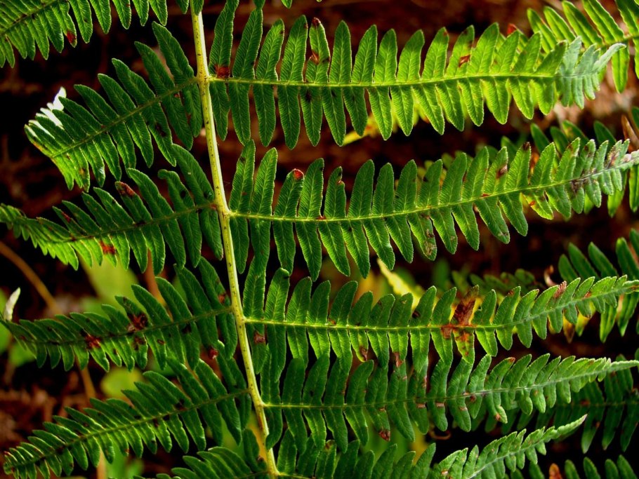 Папоротник орляк цветет