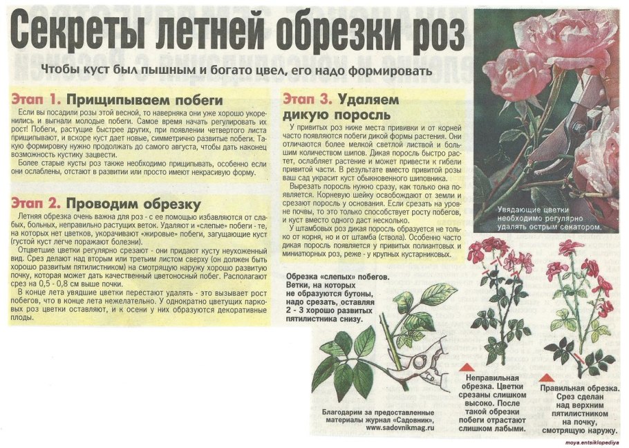 Кустовая роза в огороде