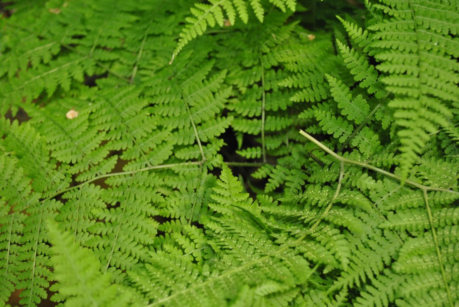 Dryopteris - Щитовник