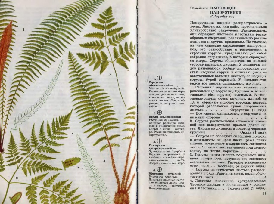 Папоротник орляк гидрофит