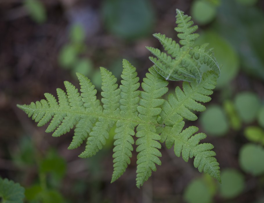 Кочедыжник женский Виктория