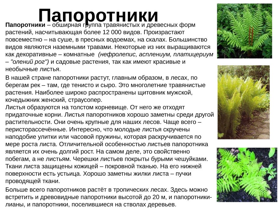 Атлас-определитель от земли до неба папоротники