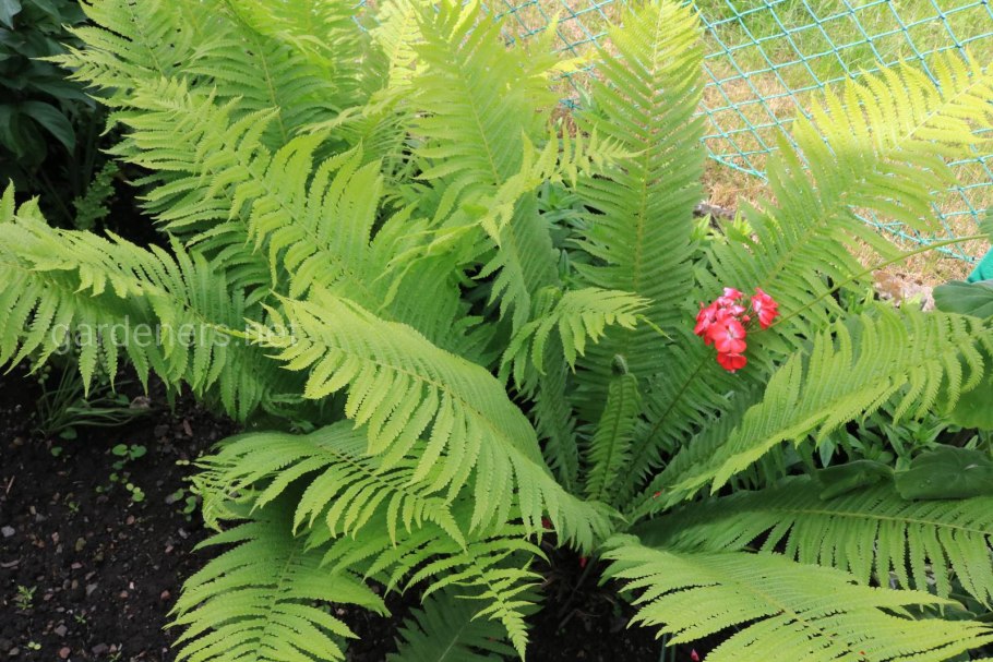 Многоножка обыкновенная Polypodium vulgare
