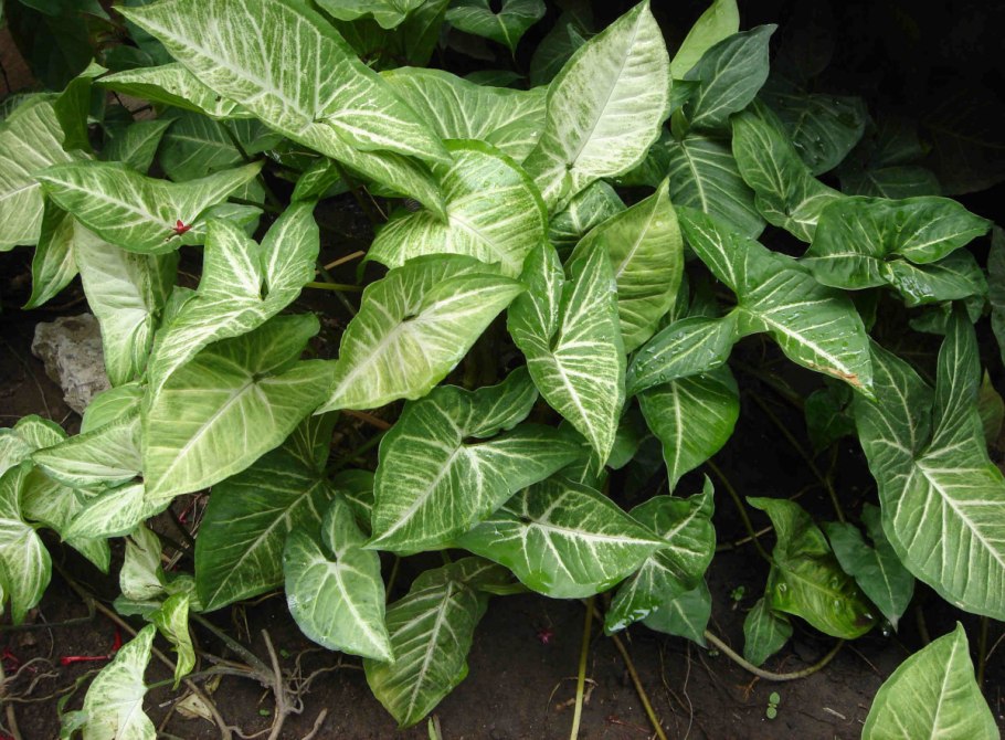 Сингониум лиановидный