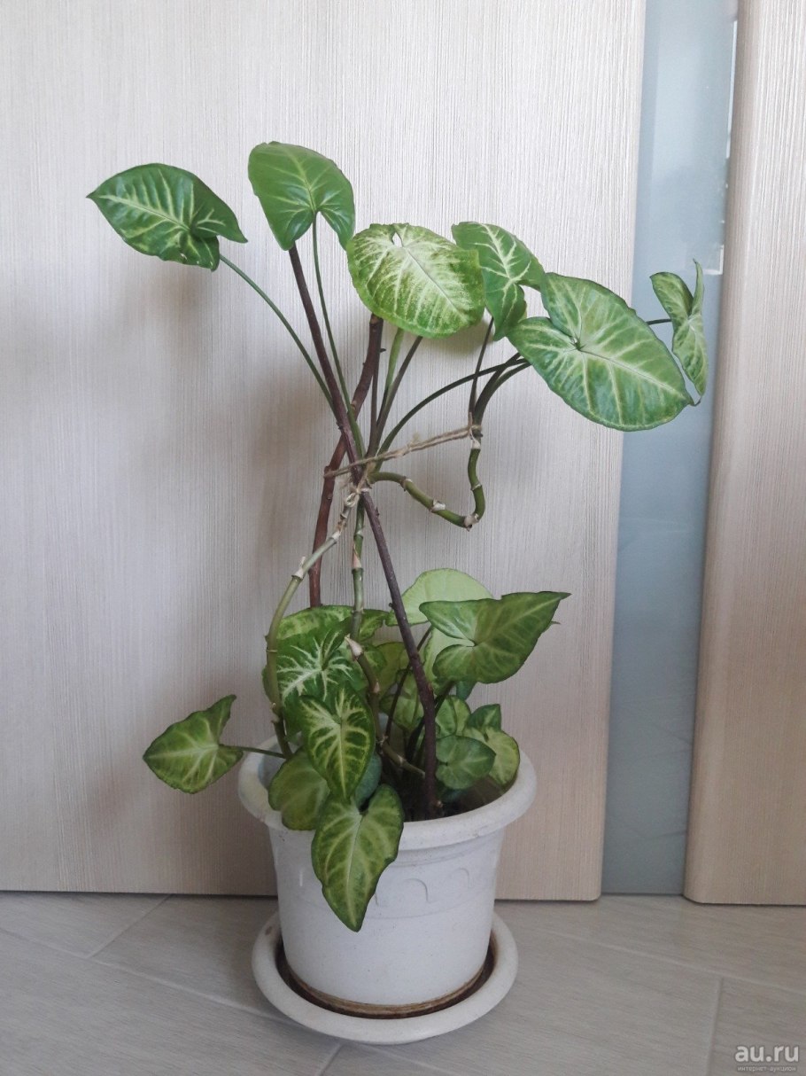 Сингониум Сильвер Перл