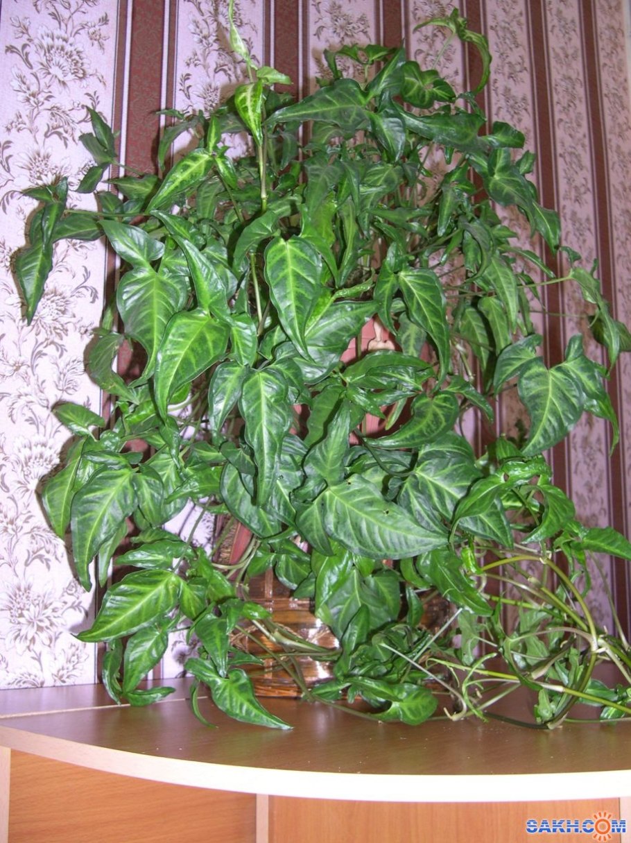 Сингониум лиановидный