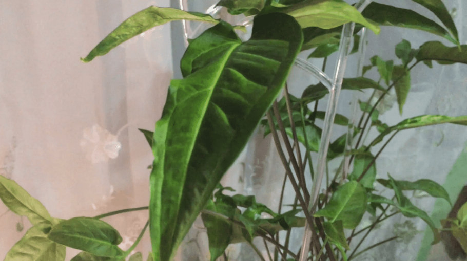 Сингониум Подофиллум