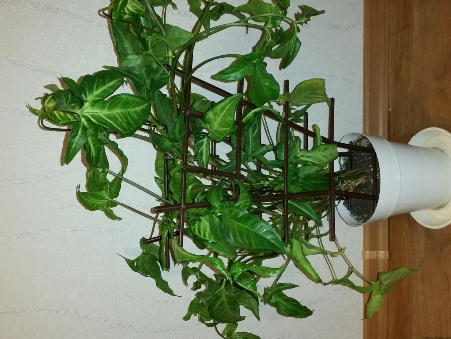 Сингониум мужегон