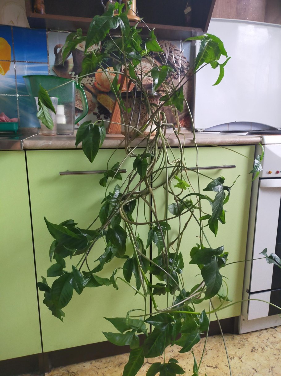 Лиана комнатная сингониум