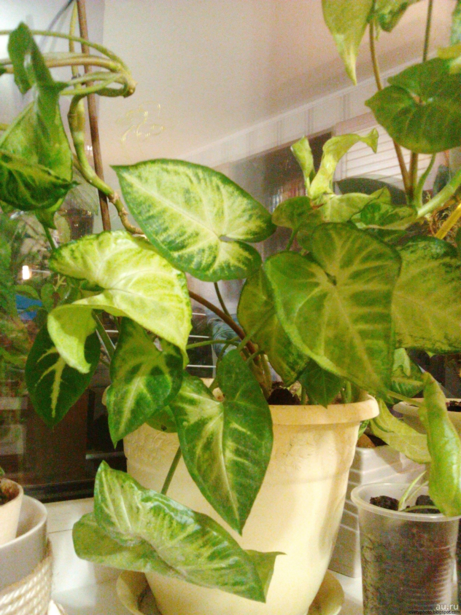 Сингониум ножколистный