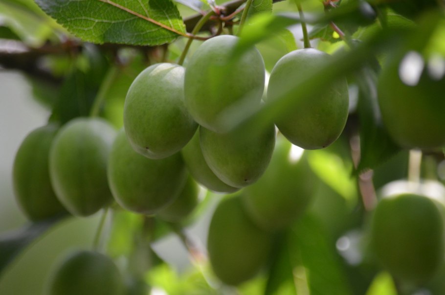 Зелёные ягоды алычи