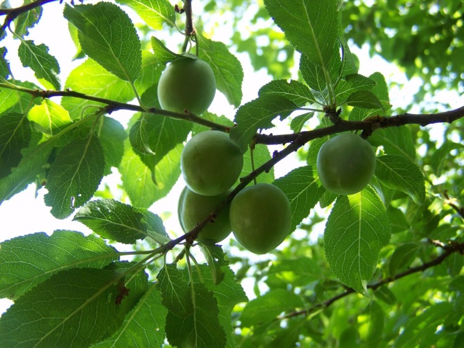 Слива Мирабель желтая