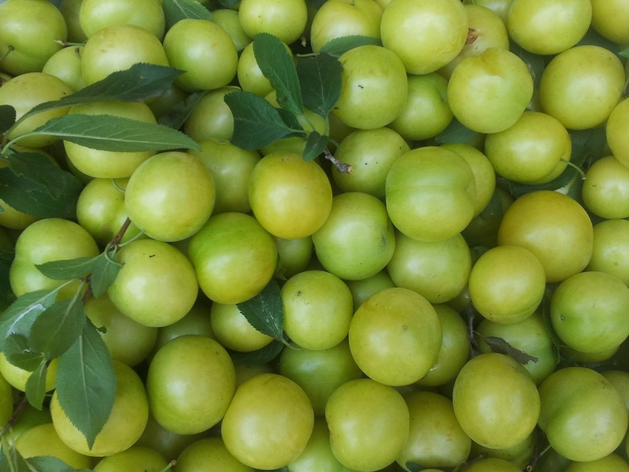 Алыча Ренклод зеленый