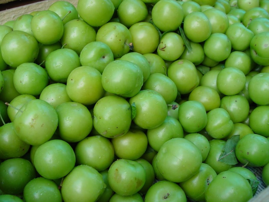 Зеленые плоды сливы колоновидной