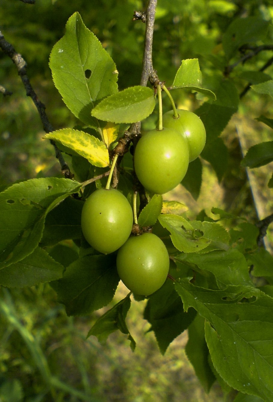 Алца азербайджанское фрукт