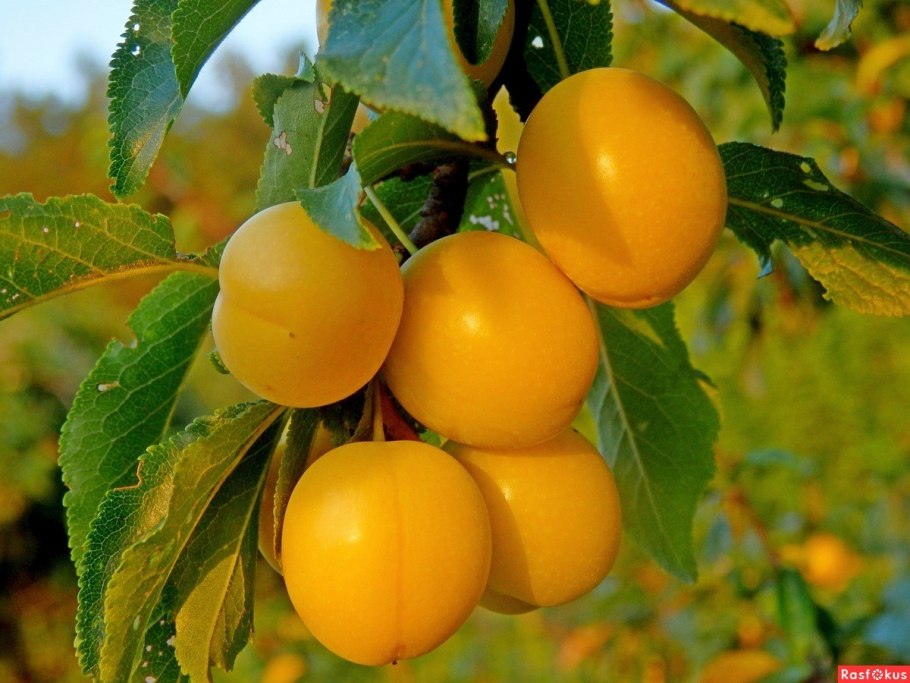 Зеленые сливы