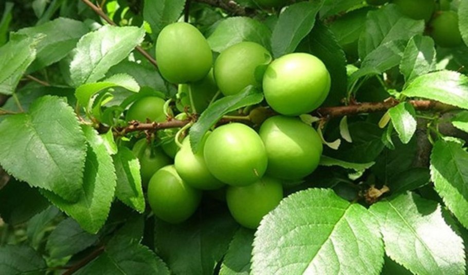 Алыча Лодва