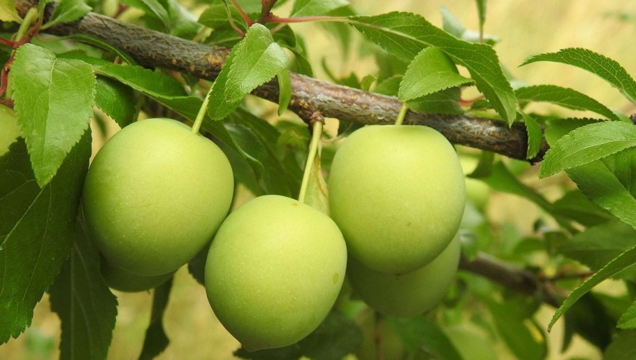 Алыча зеленая фрукт