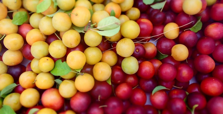 Алыча обыкновенная