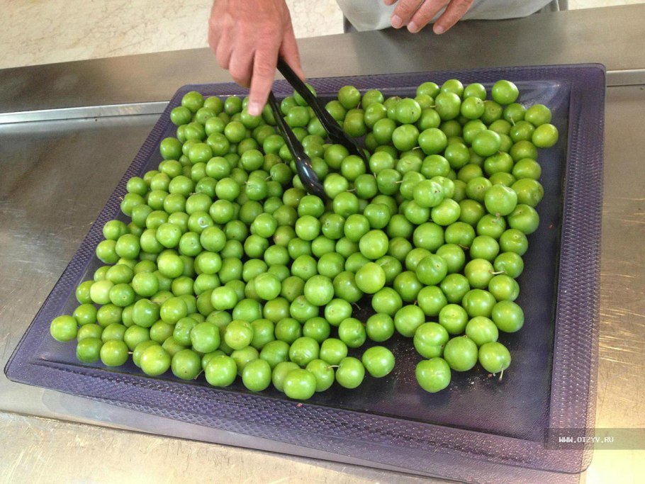 Алыча зеленая на дереве