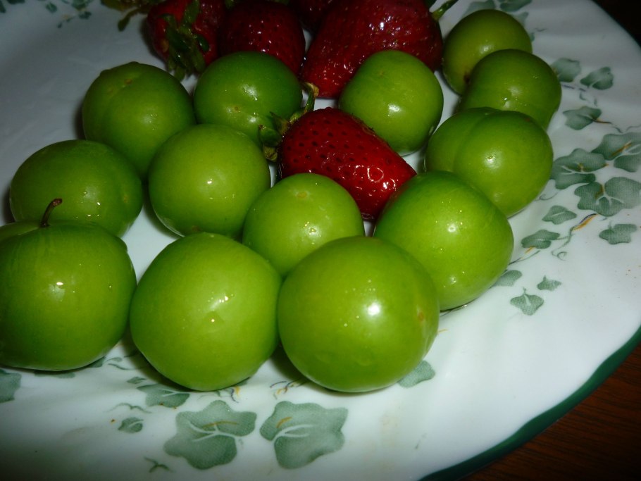 Алыча ткемали дерево