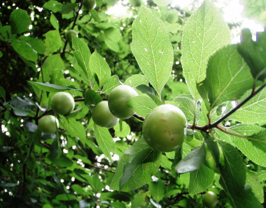 Prunus Vachuschtii