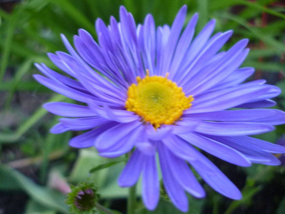 Астра Альпийская (Aster Alpinus)