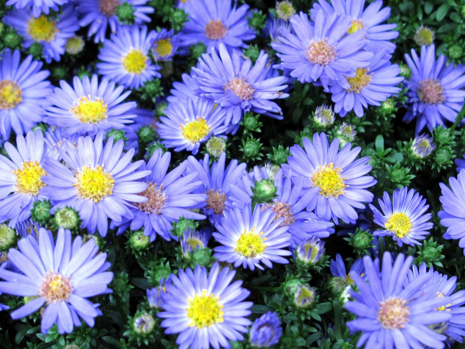 Астра Альпийская Розеа