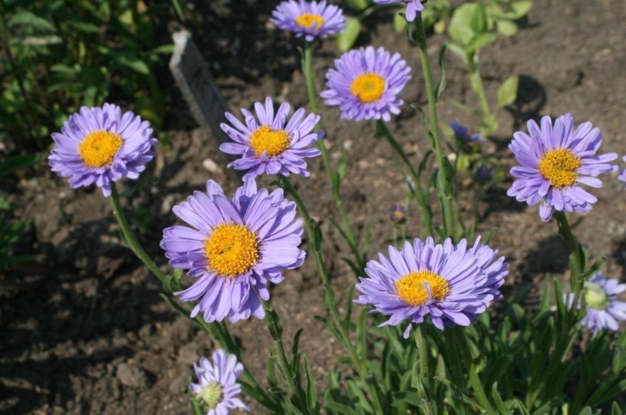 Астра Альпийская (Aster Alpinus)