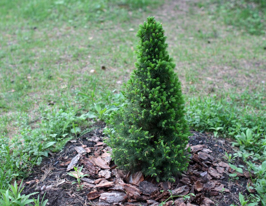 Ель канадская conica