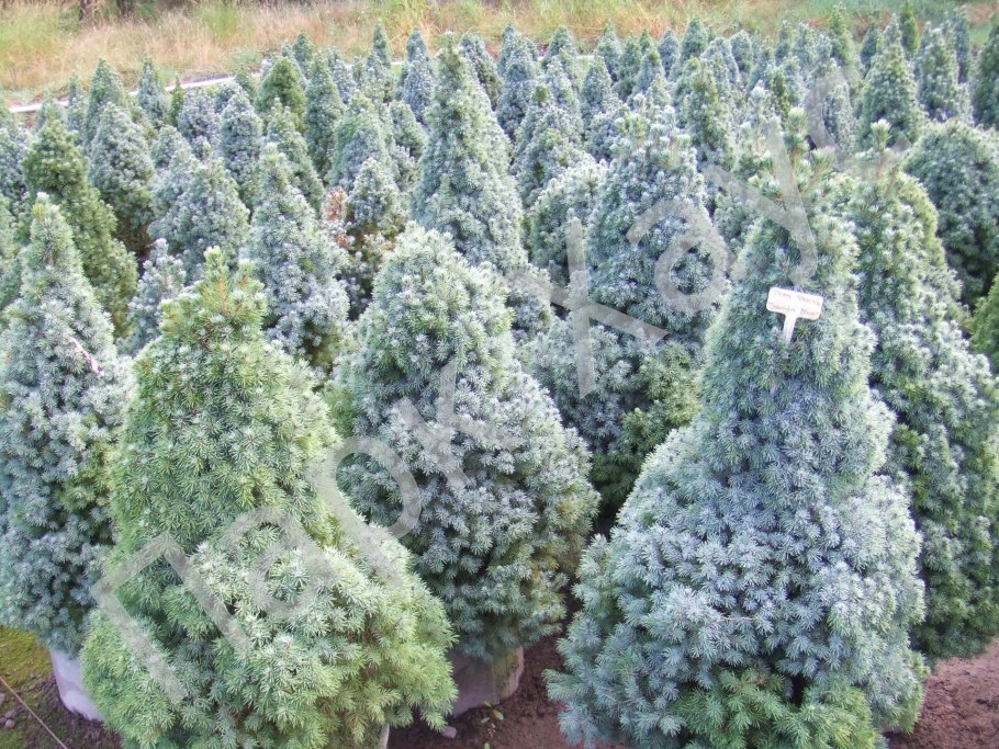 Ель канадская conica (Коника)