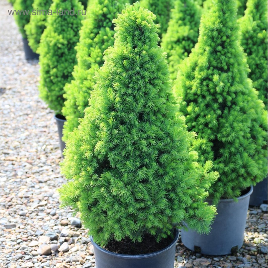 Ель канадская Коника Майголд