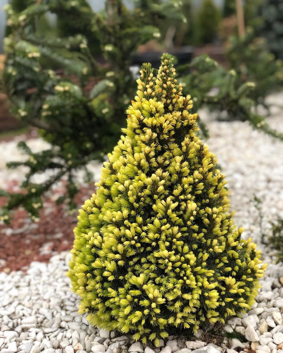 Ель канадская Коника Спиди