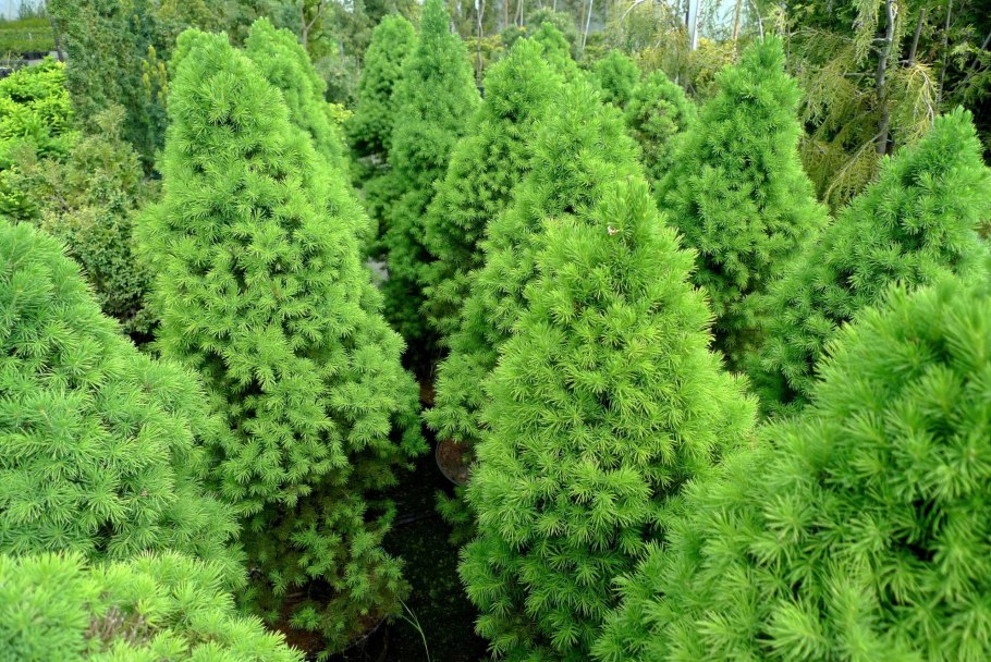 Ель канадская Коника Десембер