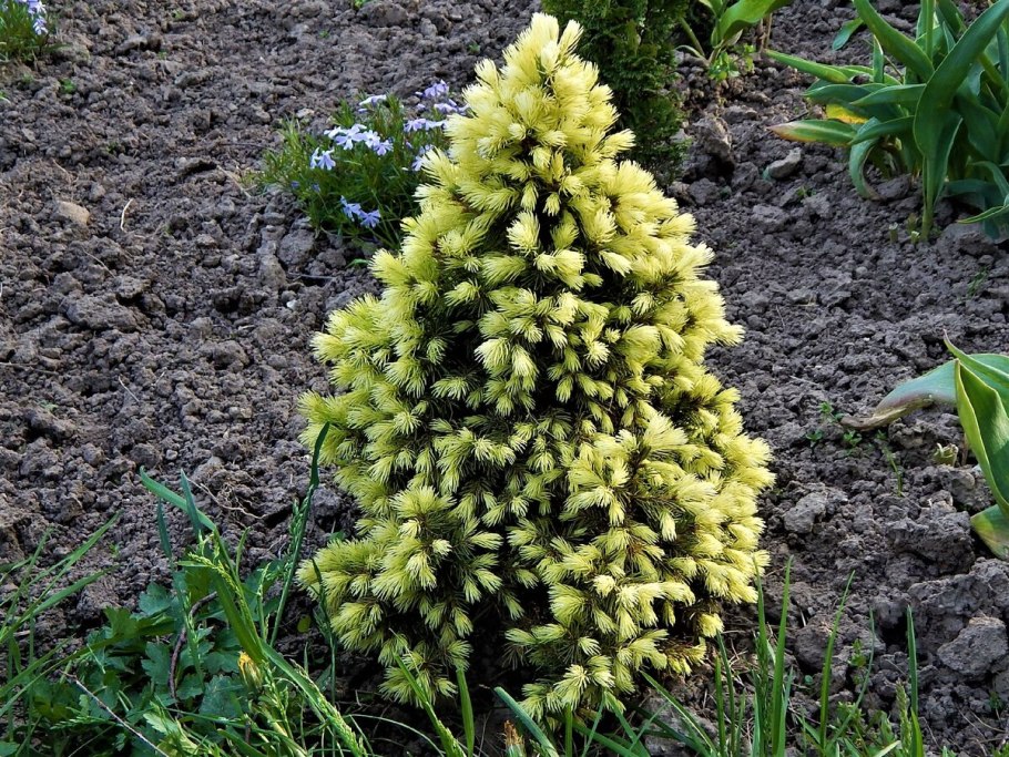 Ель канадская Коника Майголд