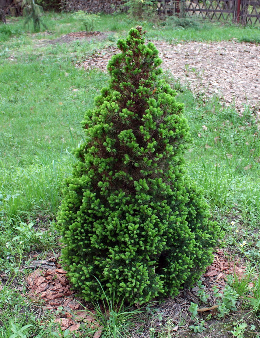 Ель канадская Picea glauca